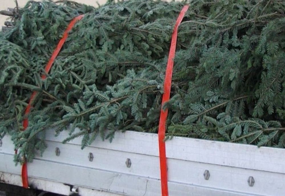 Doi bărbați, reținuți pentru tăiere ilegală și furt de pomi de Crăciun! Aceștia ar fi tăiat peste 800 de brazi