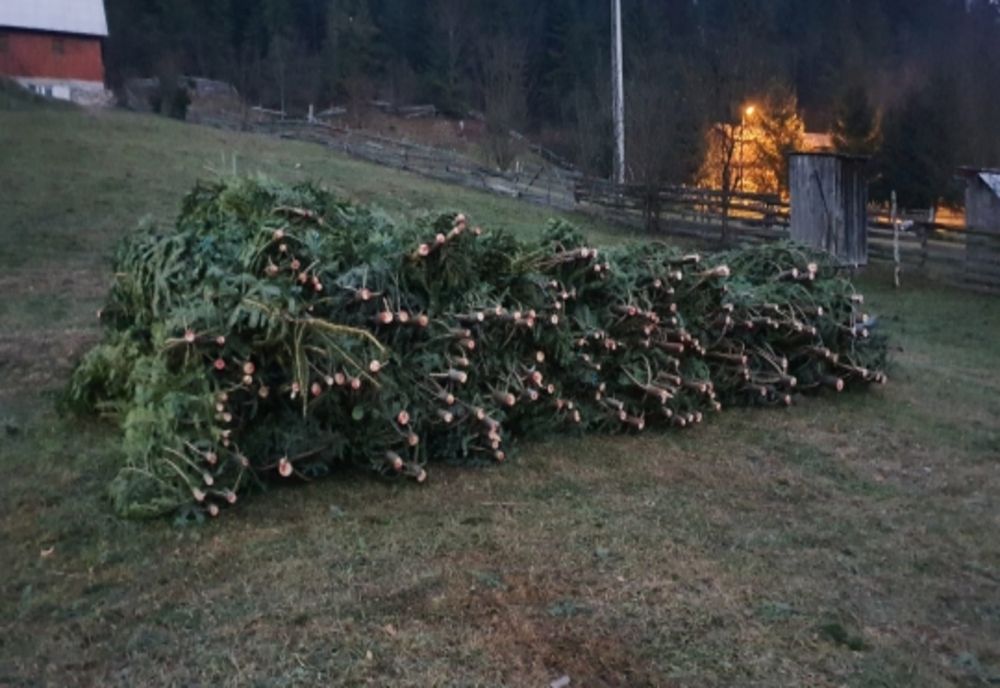 Percheziții la hoții de pomi de Crăciun. Peste 400 de brazi confiscați
