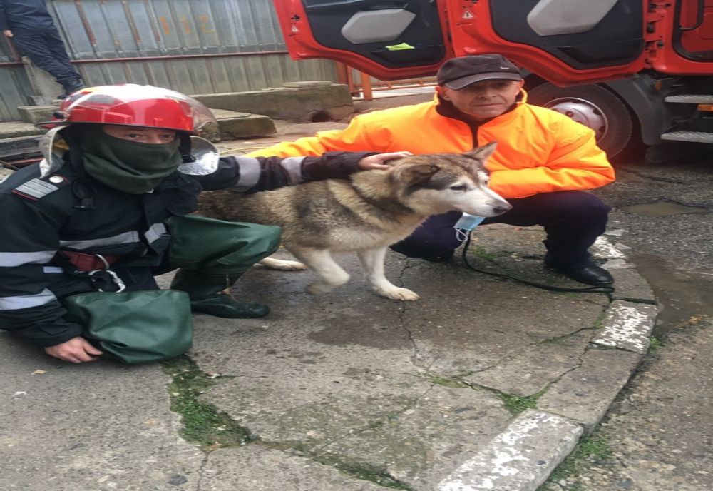 Caine salvat din râul Târnava 