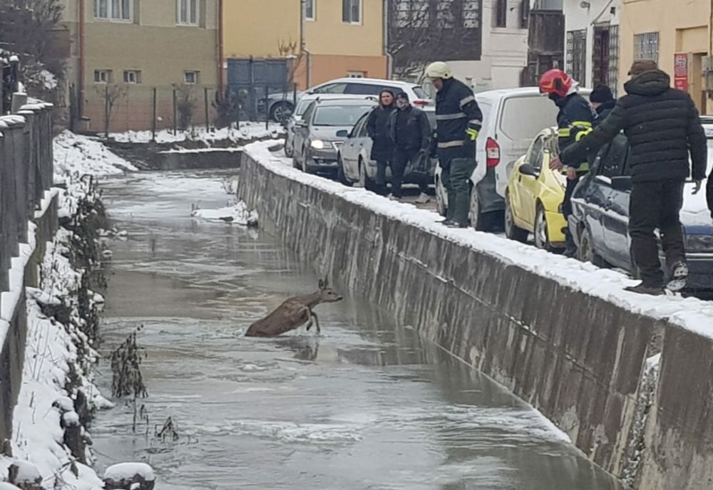 Căprioară salvată de pompieri (FOTO/ VIDEO)