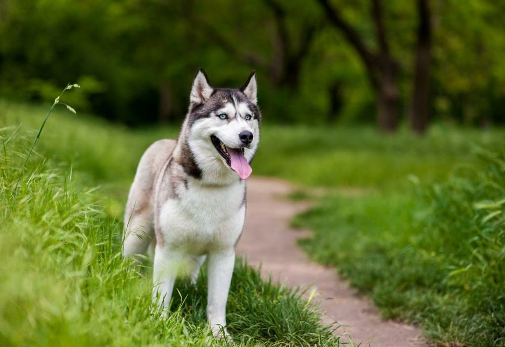 Fetiţă de 12 ani, muşcată de faţă de un Husky! Proprietara câinelui a făcut infarct şi a murit!