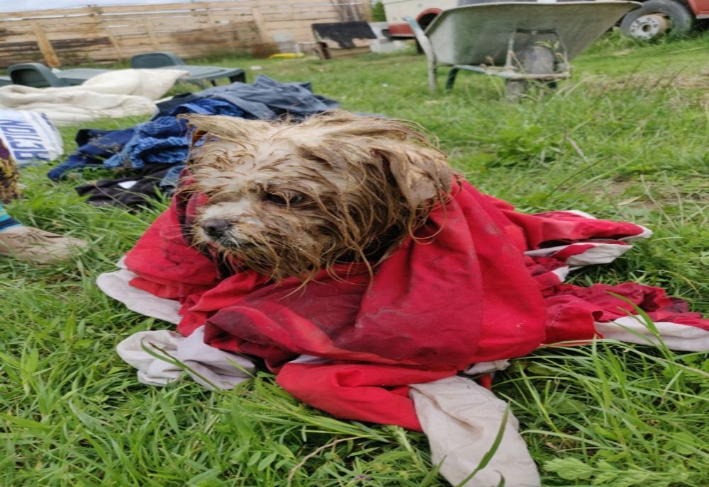 Cățel căzut într-o canalizare salvat de pompieri 