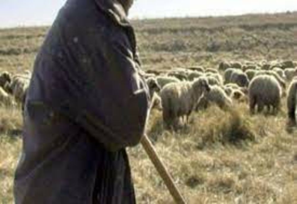 Un cioban din Ponor, bătut crunt de un consătean! Care a fost mărul discordiei