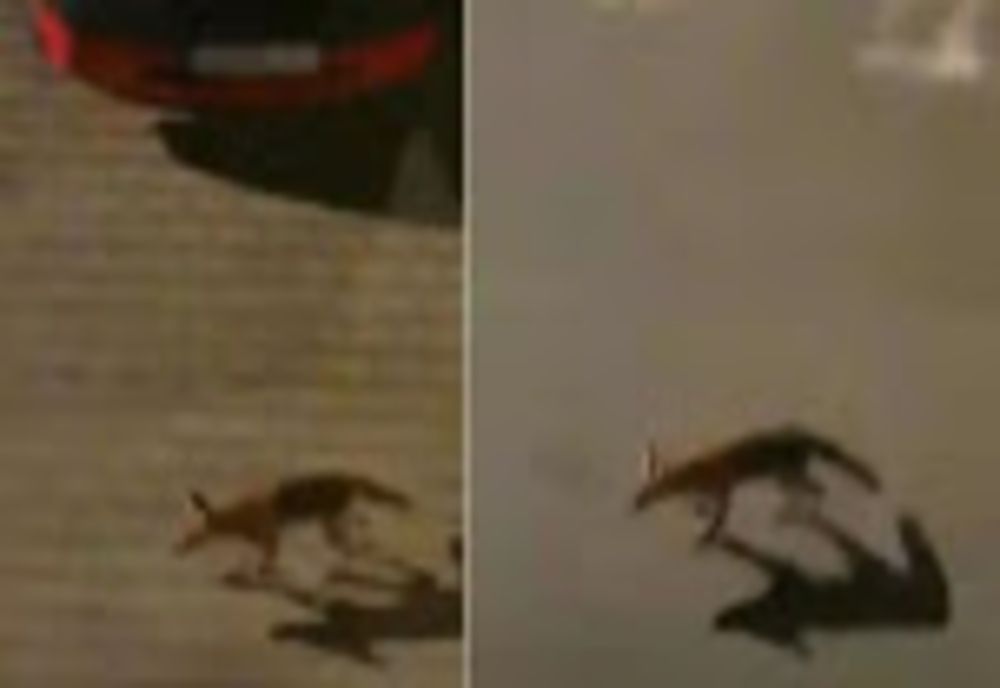 O vulpe flămândă provoacă PANICĂ printre localnicii unui cartier din Alba-Iulia