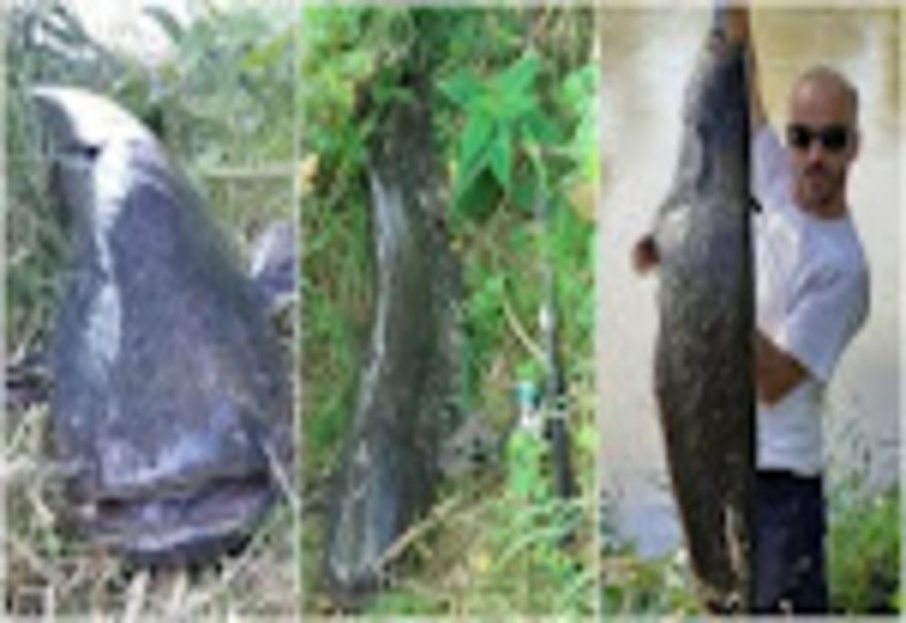 Operațiunea "Monstrul". Somn URIAȘ, capturat în județul Alba. Detaliul care a șocat pescarii