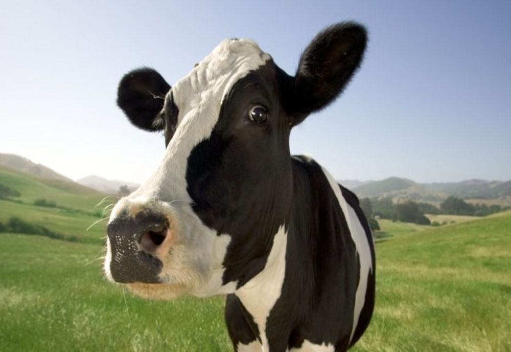 A furat o vacă lăsată la păscut