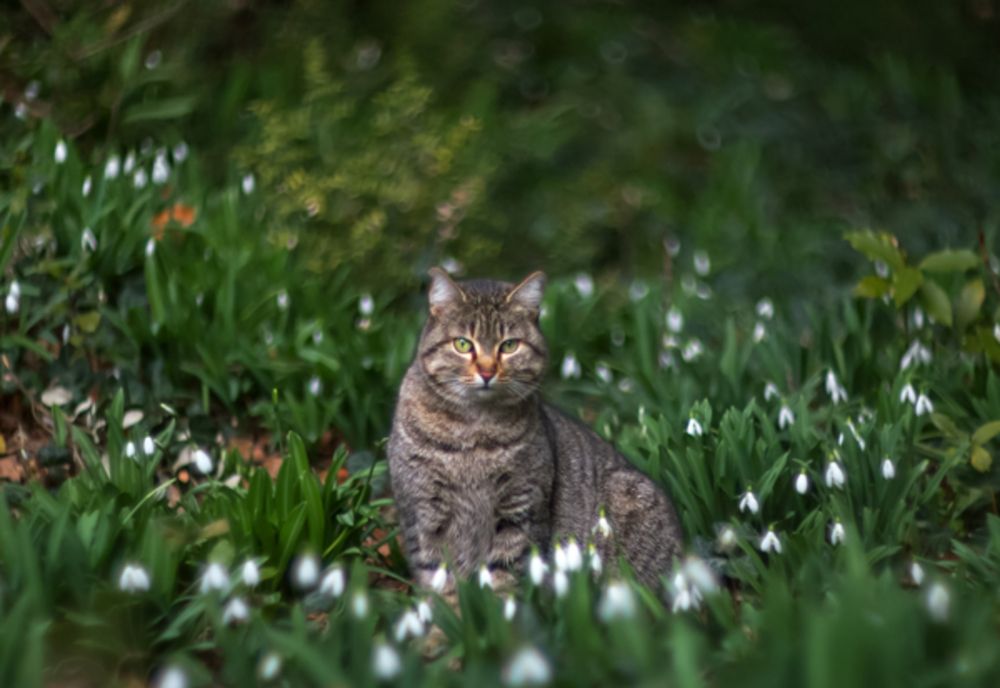 Vine primăvara? Cum arată PROGNOZA ANM pentru a doua jumătate a lunii februarie