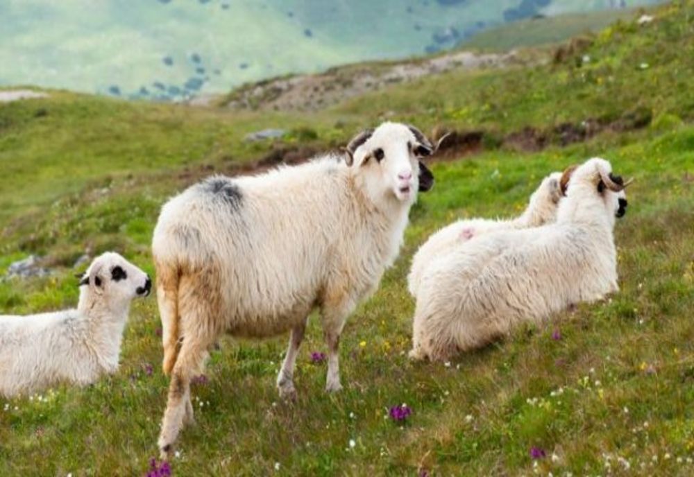 Prins în flagrant cu patru oi furate de la o stână