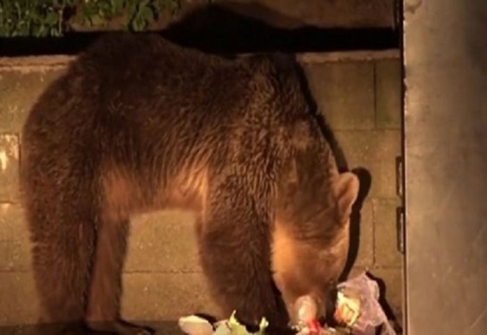 Urs în centru satului Presaca Ampoiului