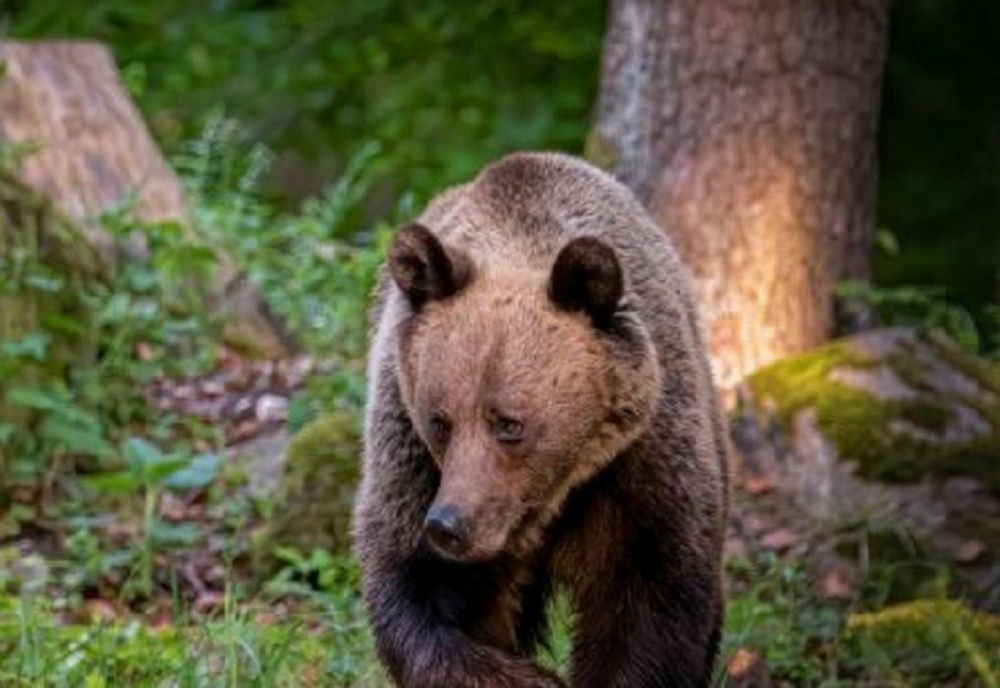 Mesaj RO-Alert în Ocoliș: A fost semnalată prezența unui urs