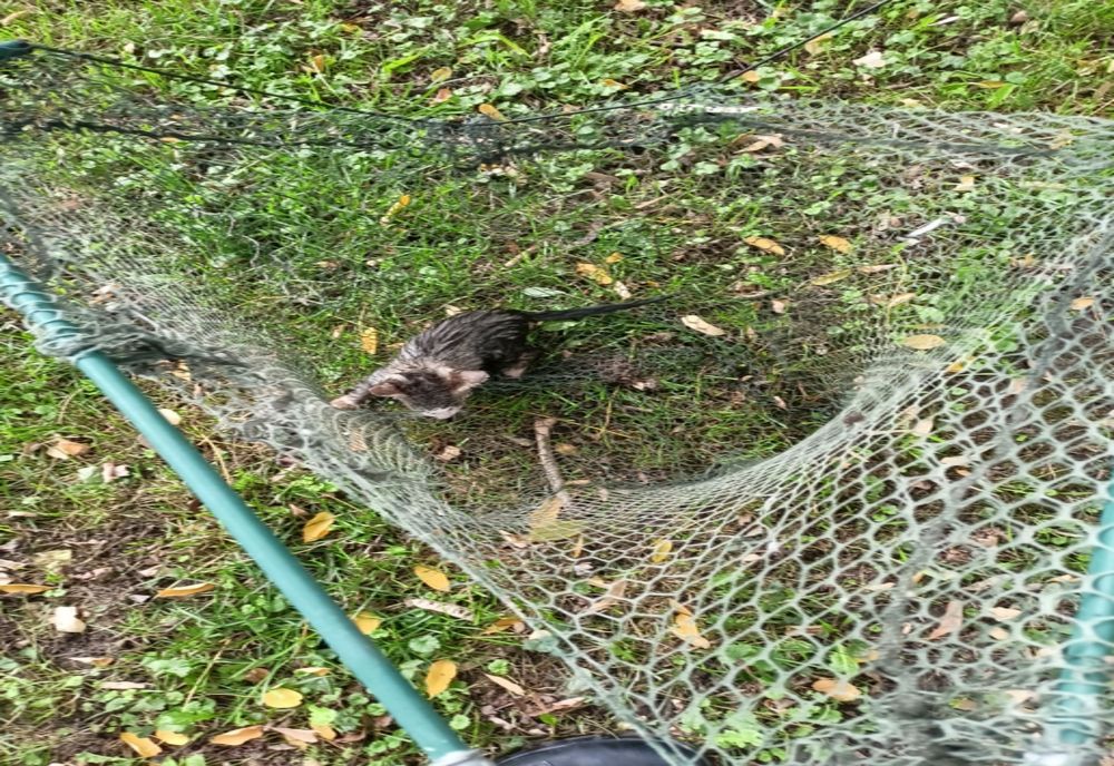 Pisică, salvată de pompieri-FOTO