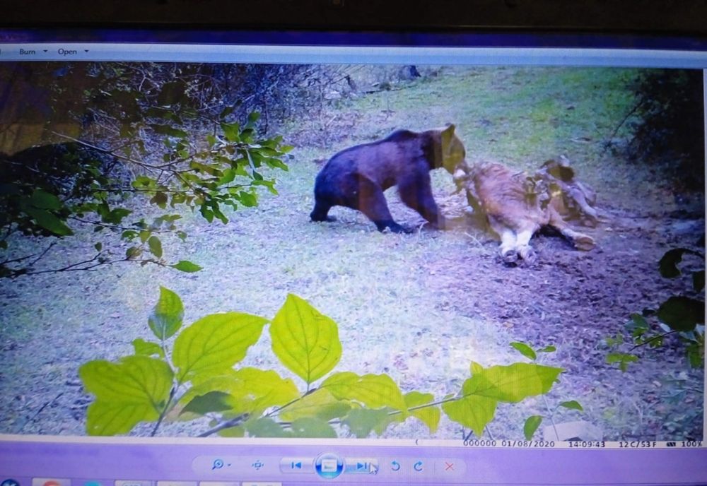 Un urs omoară animalele localnicilor din Meteș și le abandonează