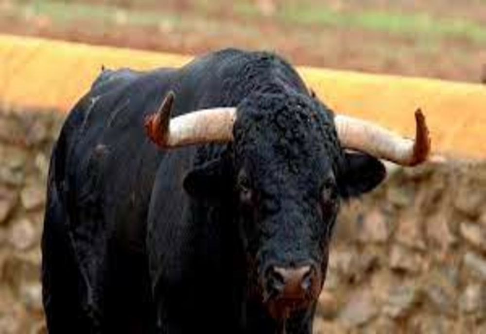 MOARTE VIOLENTĂ în Alba: Bătrân ucis de taurii pe care îi avea