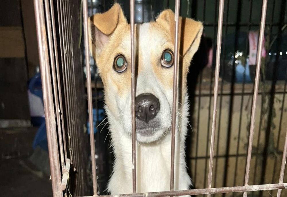 Emoționant: O cățelușă a dormit la mormântul stăpânului său zile în șir