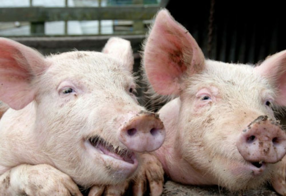  Primul caz de trichineloză depistat la un porc sacrificat în gospodărie 