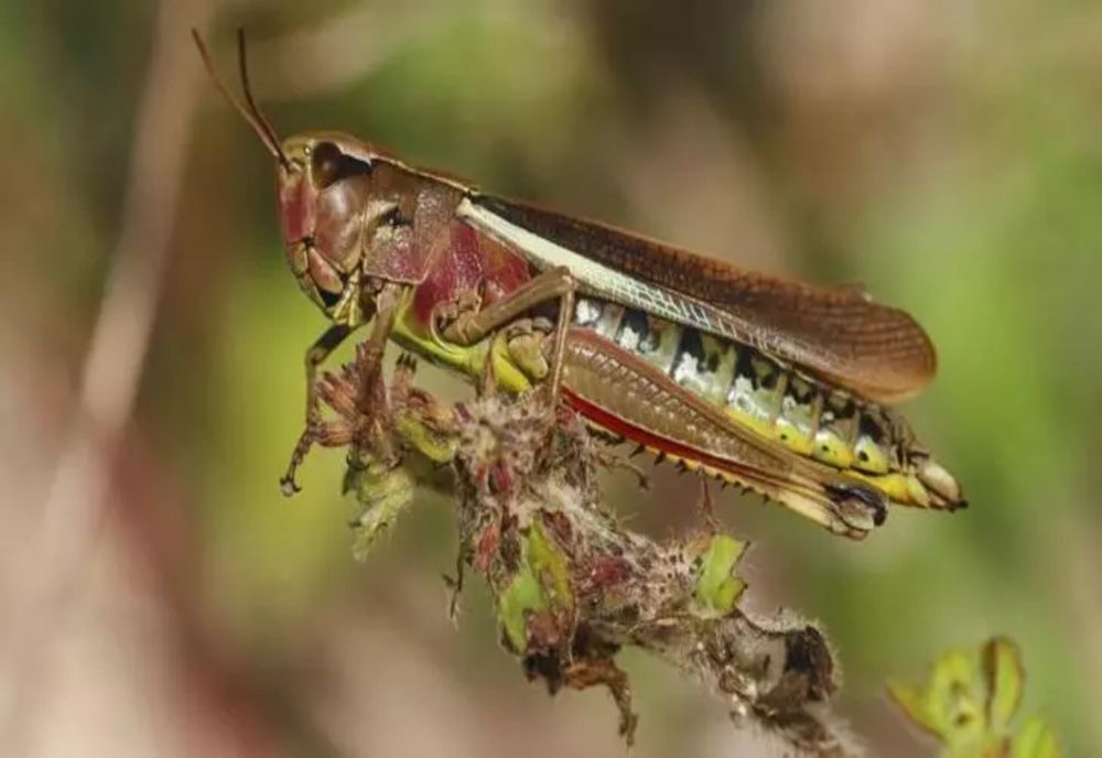 Prima țară care interzice insectele în mâncare. Italia nici nu vrea să audă de făină de greieri în blatul de pizza