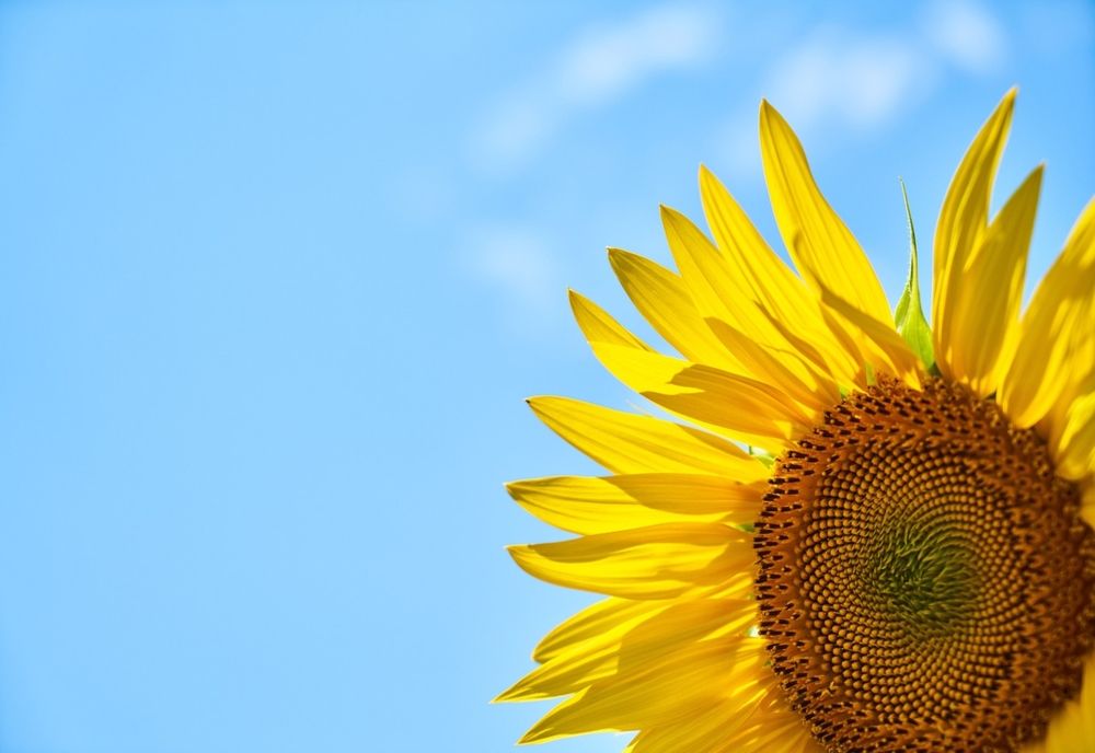 VALUL DE CANICULĂ CONTINUĂ: COD GALBEN DE TEMPERATURI RIDICATE ȘI COD PORTOCALIU DE FURTUNI 