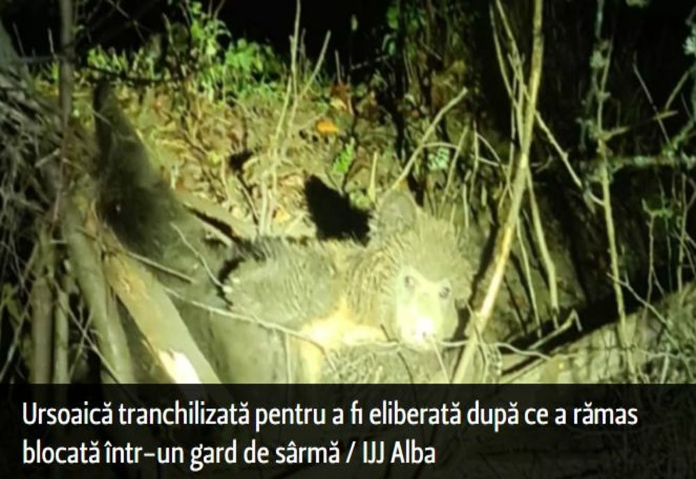 Ursoaică tranchilizată pentru a fi eliberată după ce a rămas blocată într-un gard de sârmă - Operațiune dificilă de salvare pentru jandarmi