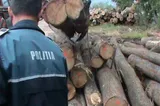 Amenzi de 13.300 de lei și 70 de metri cubi de material lemnos, confiscați