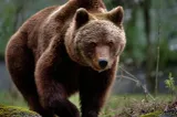 Urs semnalat în Căpâlna: mesaj RO-ALERT emis pentru locuitorii din zonă
