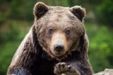 Urs semnalat în satul Sălăgești din comuna Bistra, județul Alba. Locuitorii au primit mesaj RO-ALERT