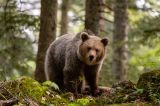 Teroare într-o comună din Bistrița-Năsăud! O femeie a fost ucisă de urs după ce a plecat să aducă vacile de la pășunat