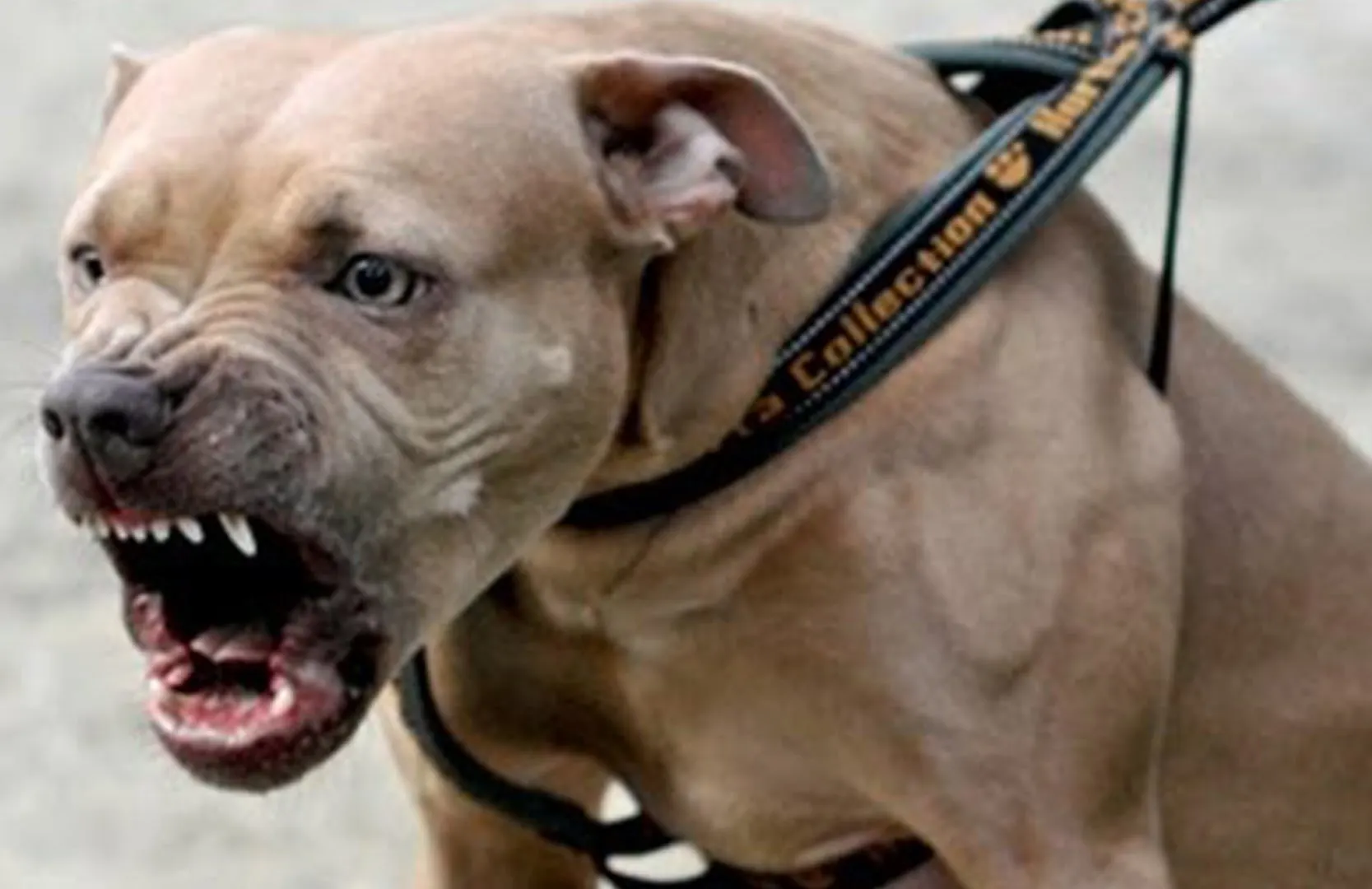 pitbull