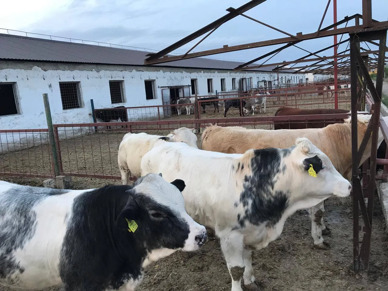 bovine