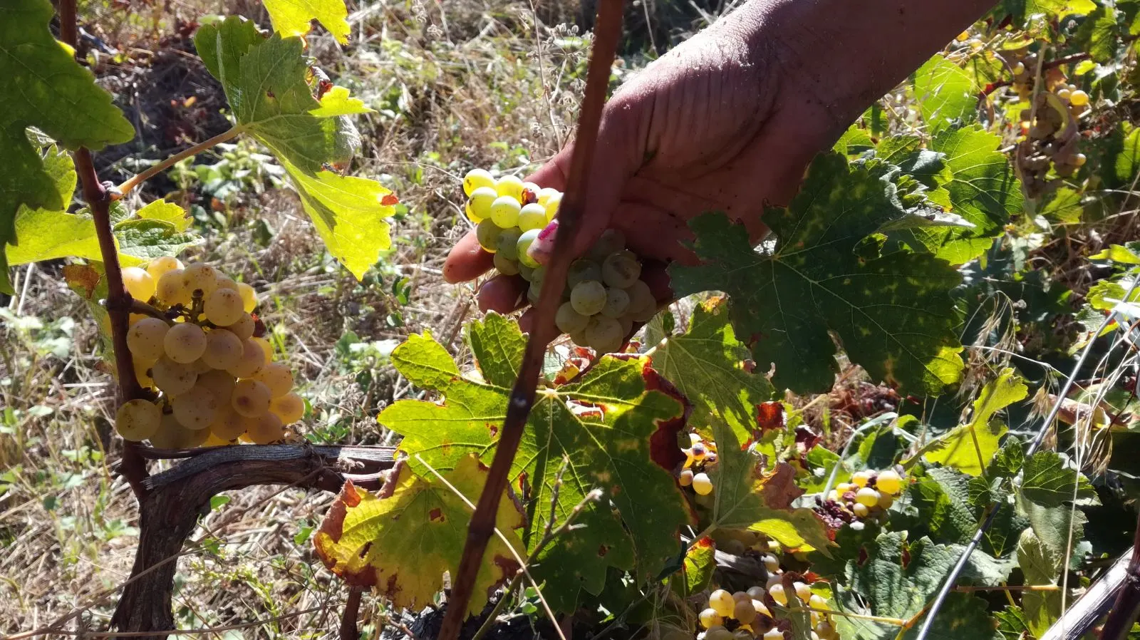 furt struguri