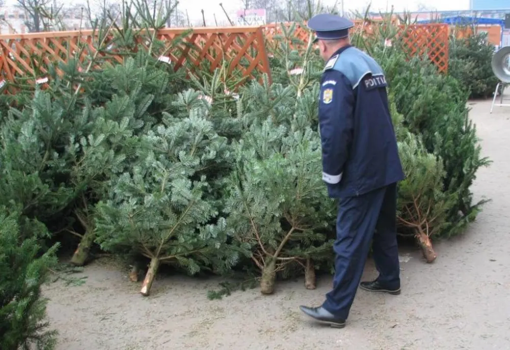Primii brazi de Crăciun confiscați de polițiști