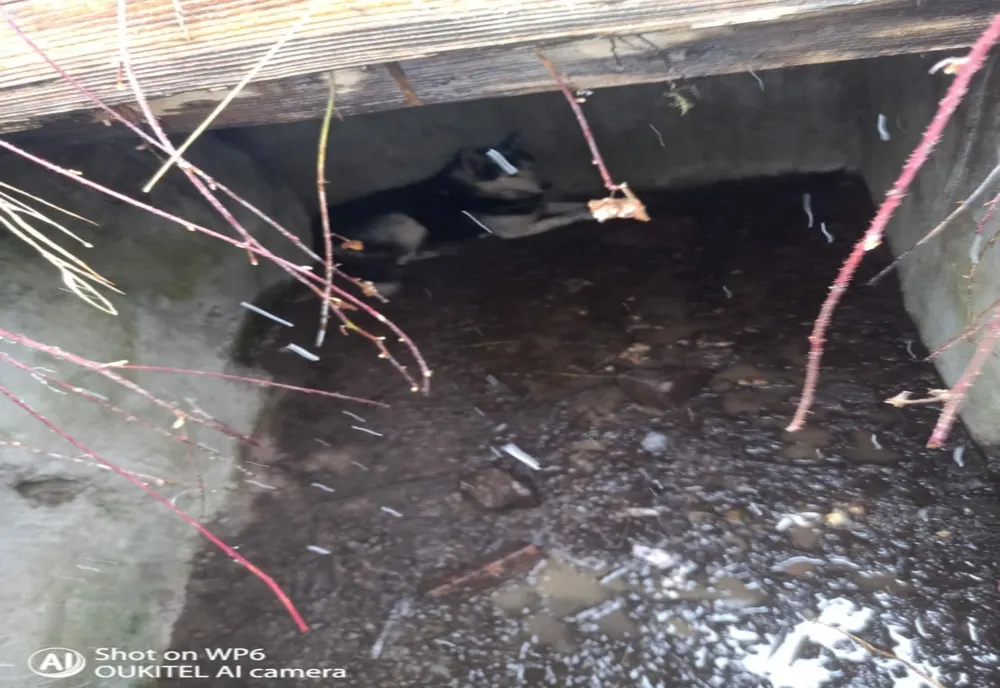 Cățel, salvat de pompieri dintr-o fosă septică! (FOTO/VIDEO)