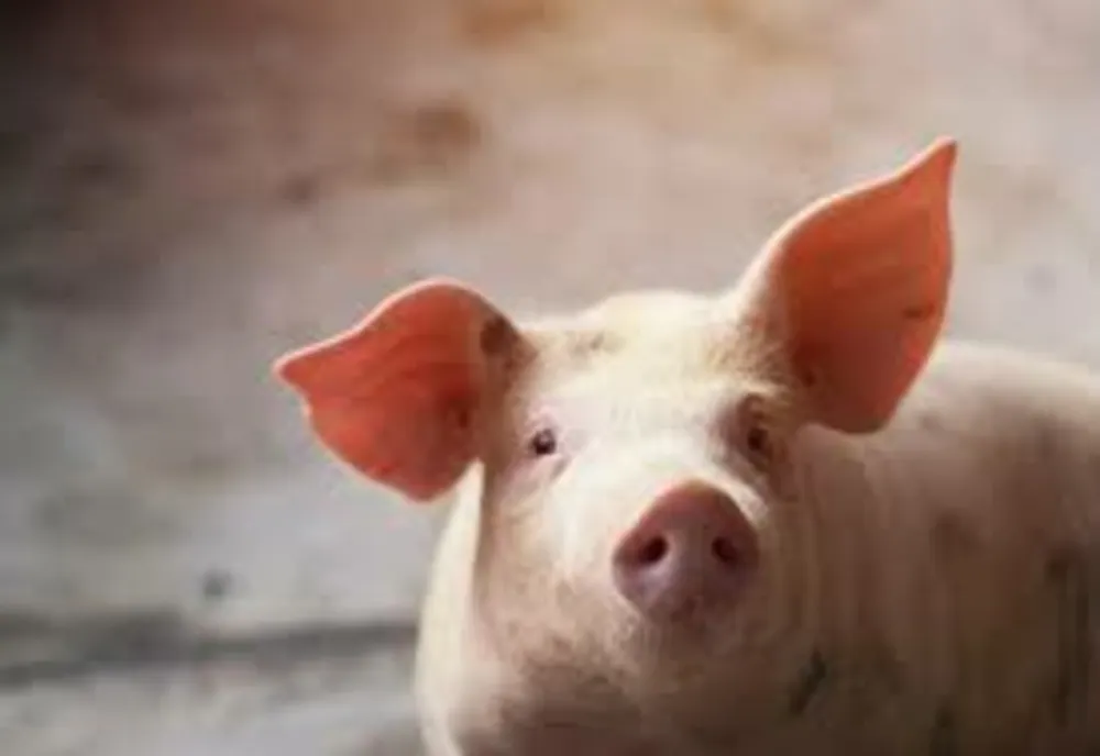 ANSVSA anunță "controale șoc" la vânzătorii de carne de porc
