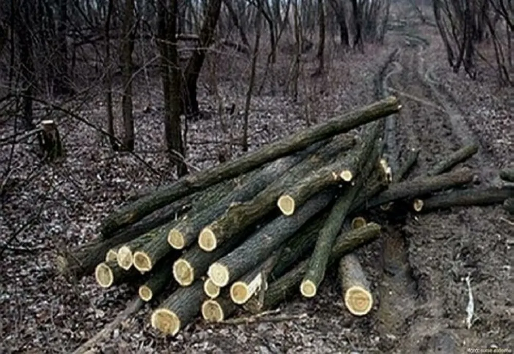 Un bărbat din Sălciua cercetat penal după ce a tăiat ilegal 30 de arbori