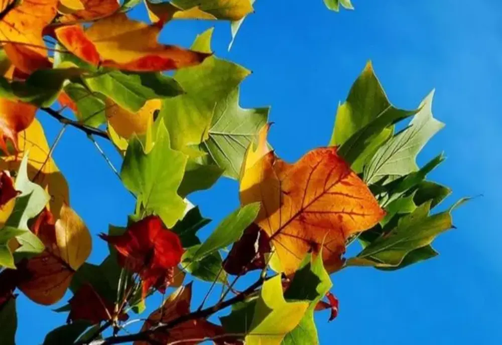 Weekend cu temperaturi de vară în toată țara. Care vor fi valorile maxime