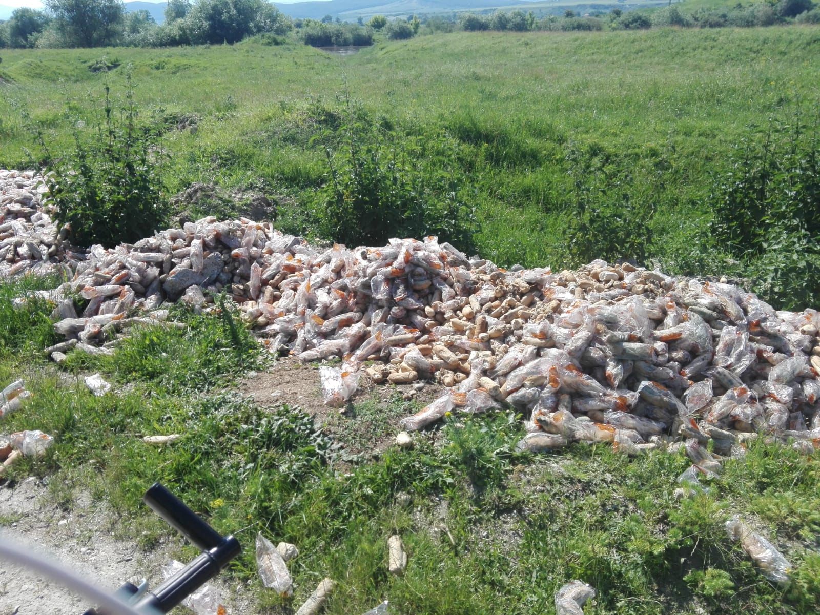 cornuri-maulul-muresului