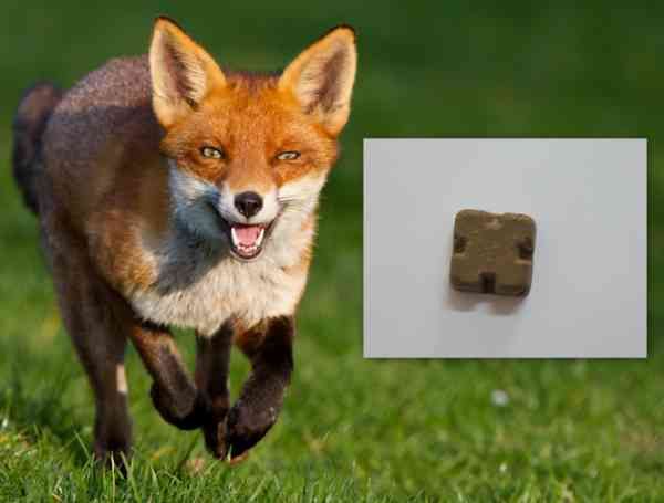 momeli vaccinale - vulpe