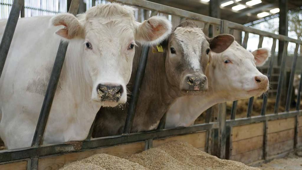 Alba : Peste 200 de bovine se vând lunar în cadrul bazelor de achiziții autorizate de către DSVSA