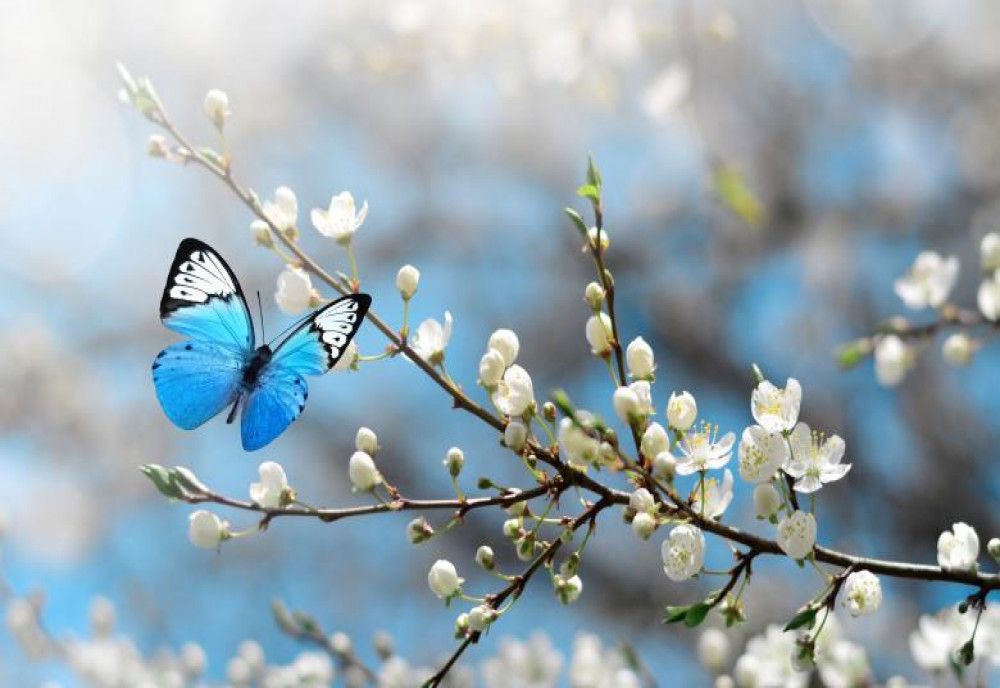  „Apocalipsa insectelor”. 400.000 de insecte ar putea să dispară în viitorul apropiat. Efectele pentru omenire ar fi devastatoare 