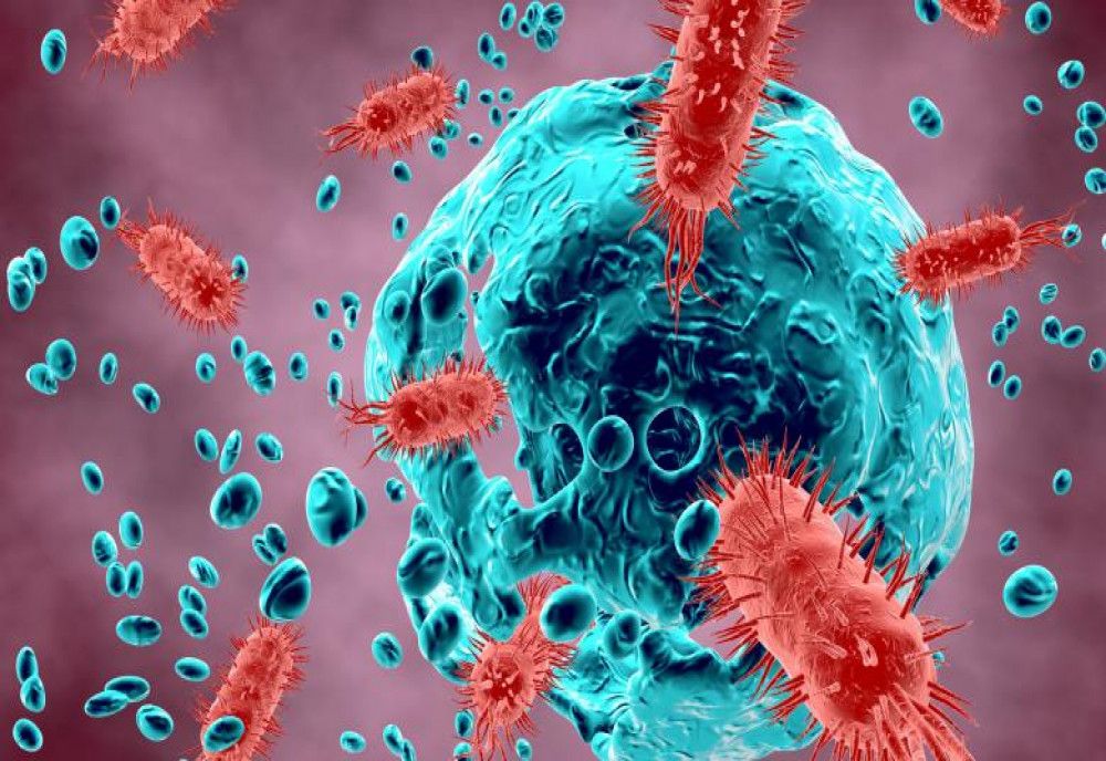  Boală extrem de contagioasă depistată la graniţa României. Maladia fost eradicată la noi în țară în 1980 