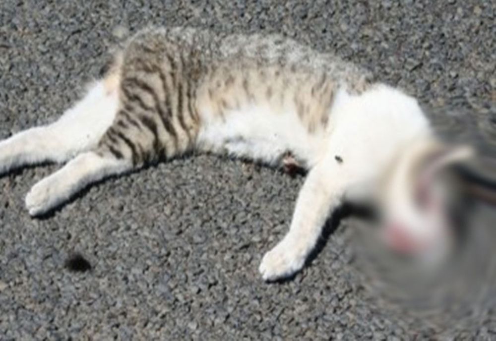 CAZ SOCANT : Tânăr reținut pentru maltratarea animalelor 