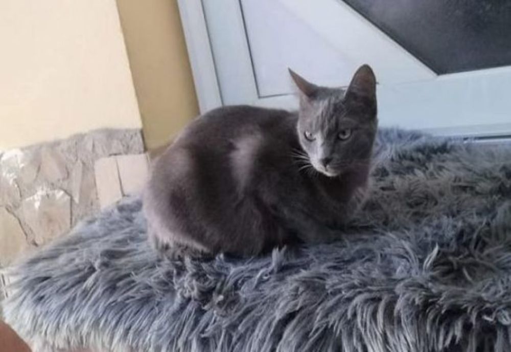 Recompensă de 1000 de euro pentru o pisică pierdută!