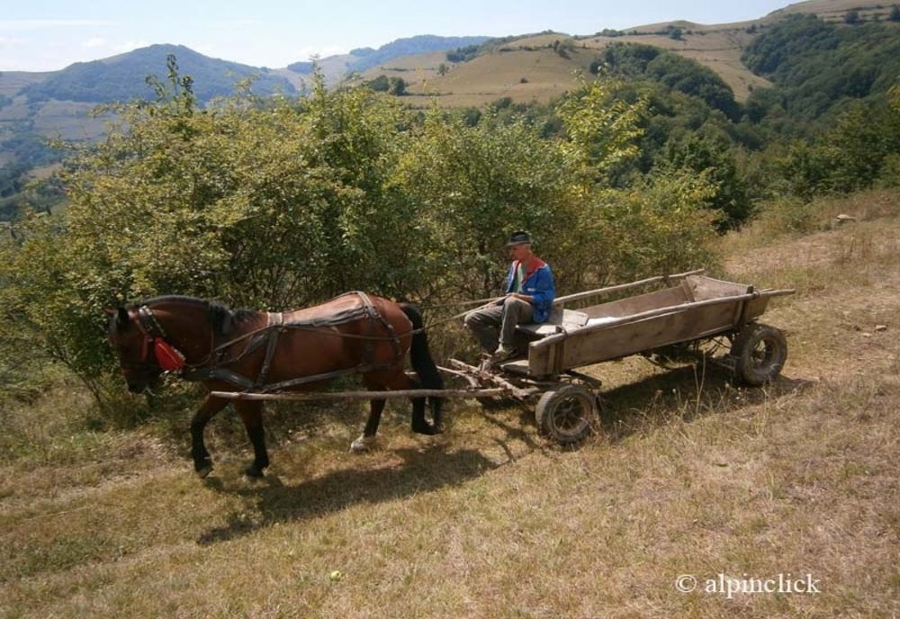 Prinși cu 120 de kilograme de prune furate în căruță