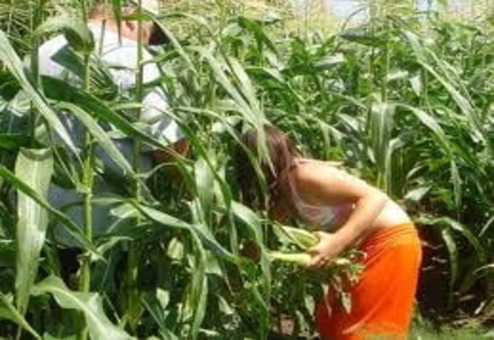 Prinși după ce au furat porumb și lucernă