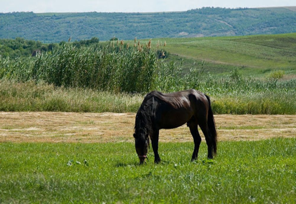  Dosar penal pentru un tânăr de 17 ani, după ce a furat un cal și l-a vândut