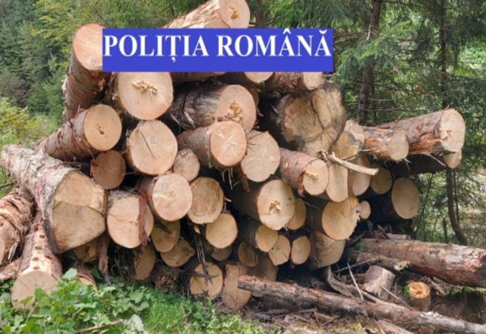 100 de metri cubi de material lemnos confiscați și amenzi de peste 15.000 de lei.