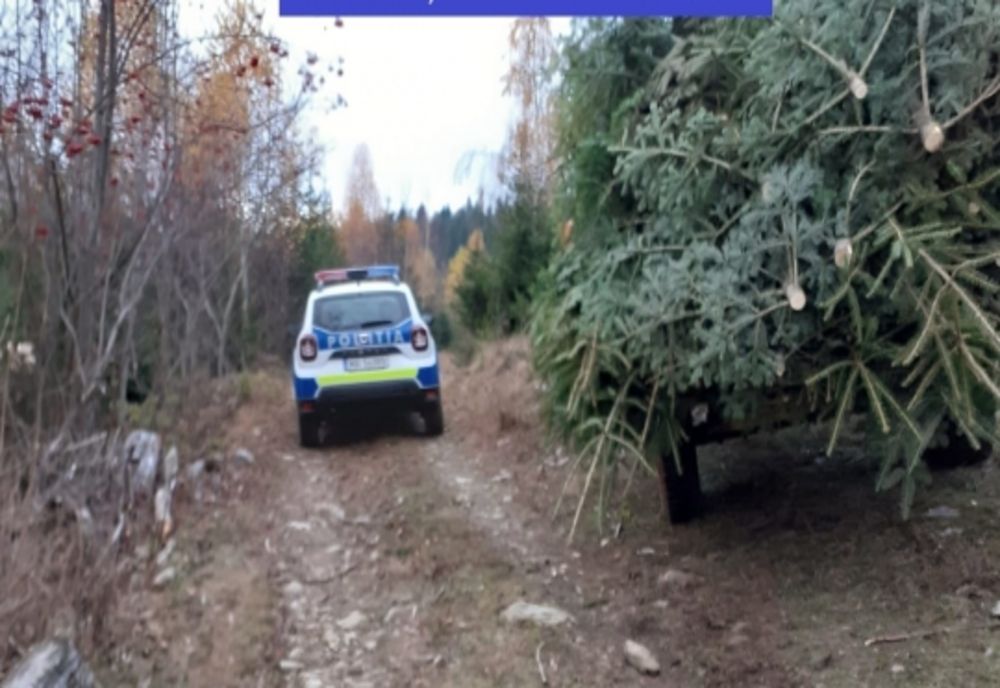 422 de brazi de Crăciun tăiați ilegal