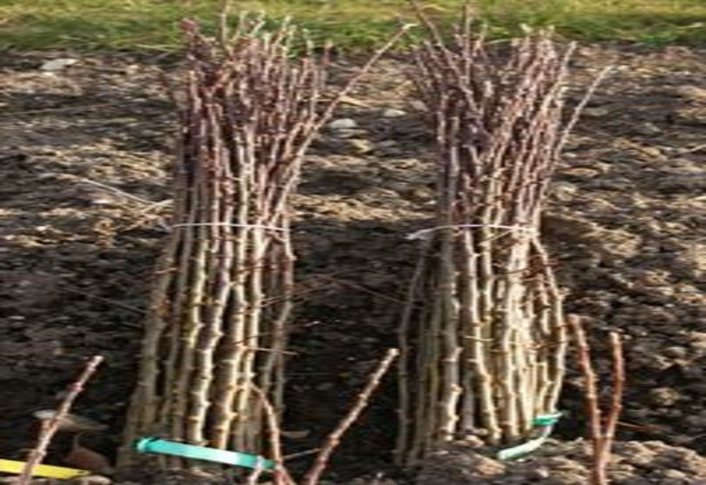 Prins în flagrant în timp ce sustrăgea 5.000 de marcote portaltoi