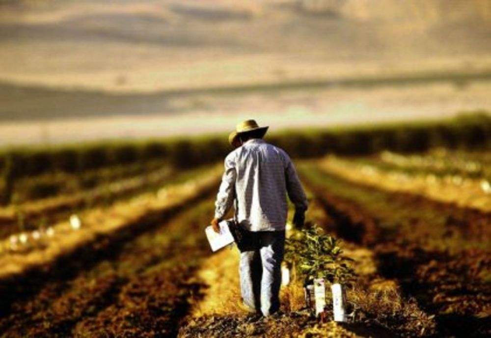 A fost demarată a doua sesiune de concesionare a terenurilor cu destinație agricolă către tinerii fermieri