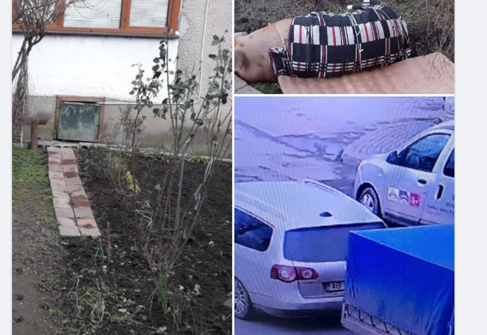 Un porc a evadat din remorca unui autoturism și a plecat la plimbare prin oraș!