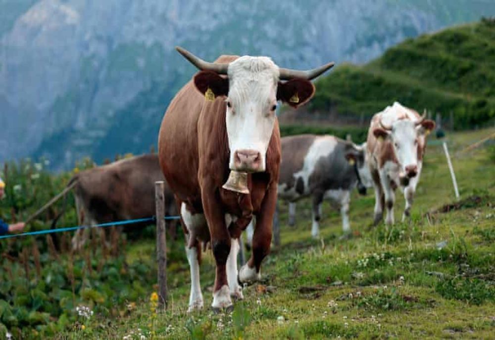 Doi bărbați din Aiud, cercețați pentru furt de animale! Ce au făcut hoții